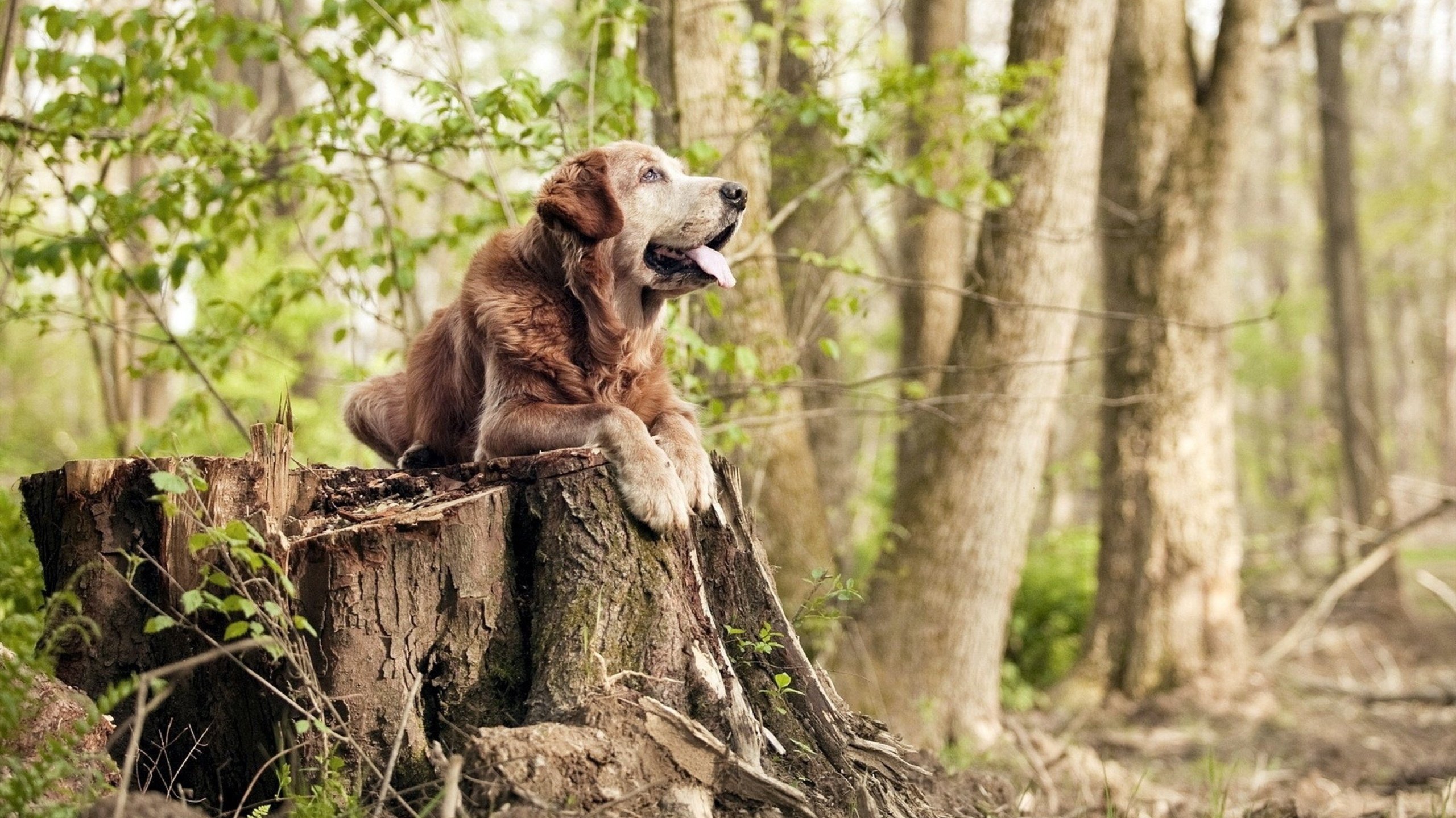 意甲球迷热情高涨,现场氛围火爆,意甲 球员