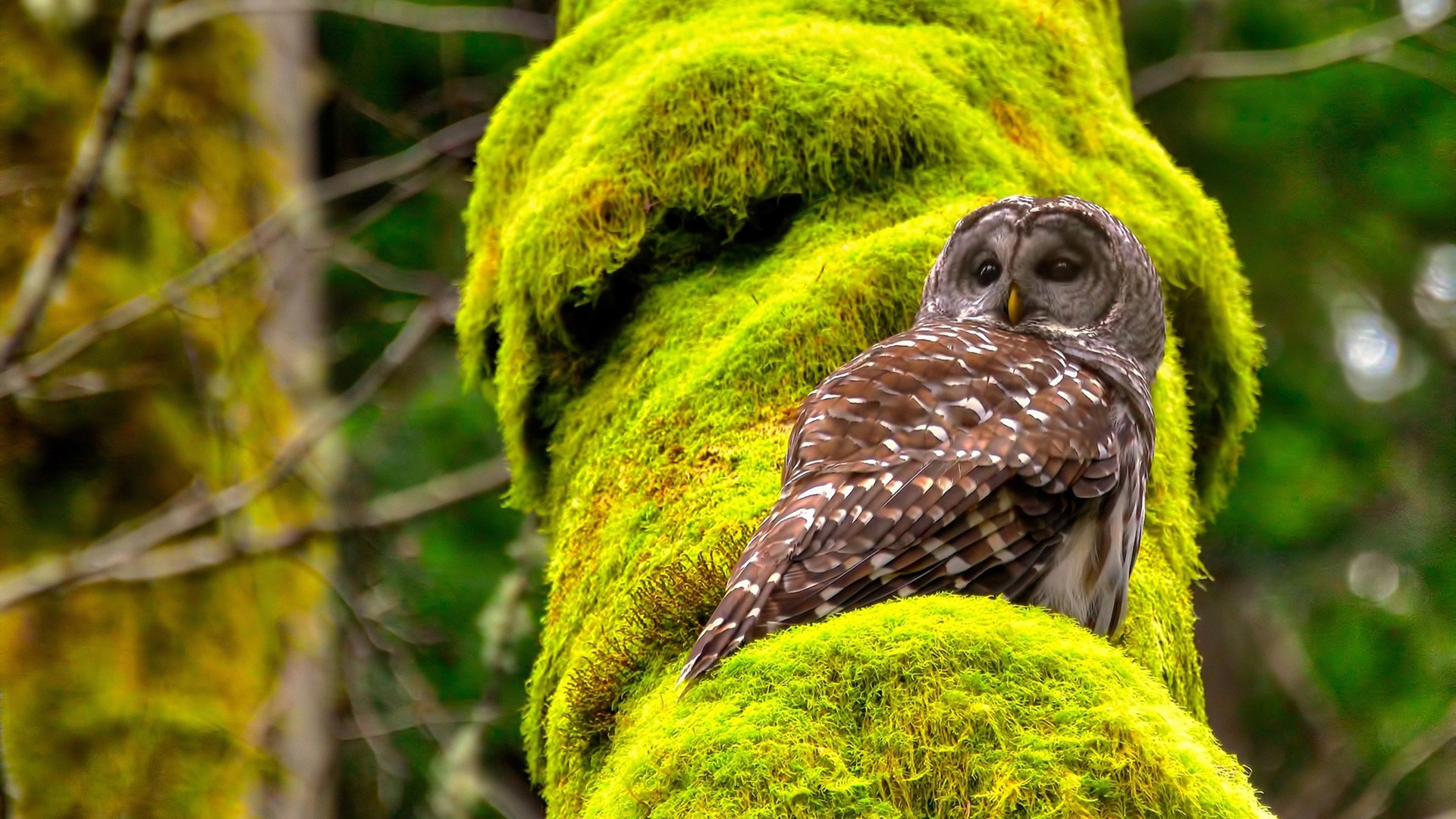 未来之星:哪些新秀最有望冲击“年度MVP”?,未来之星2021