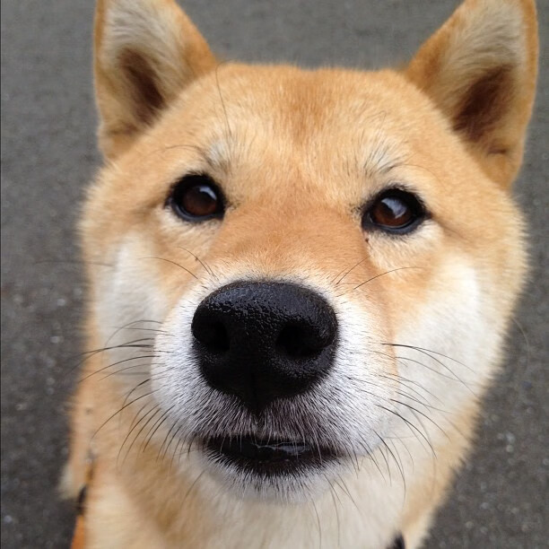 未来之星:新援崭露头角引发期待,未来之星是干嘛的