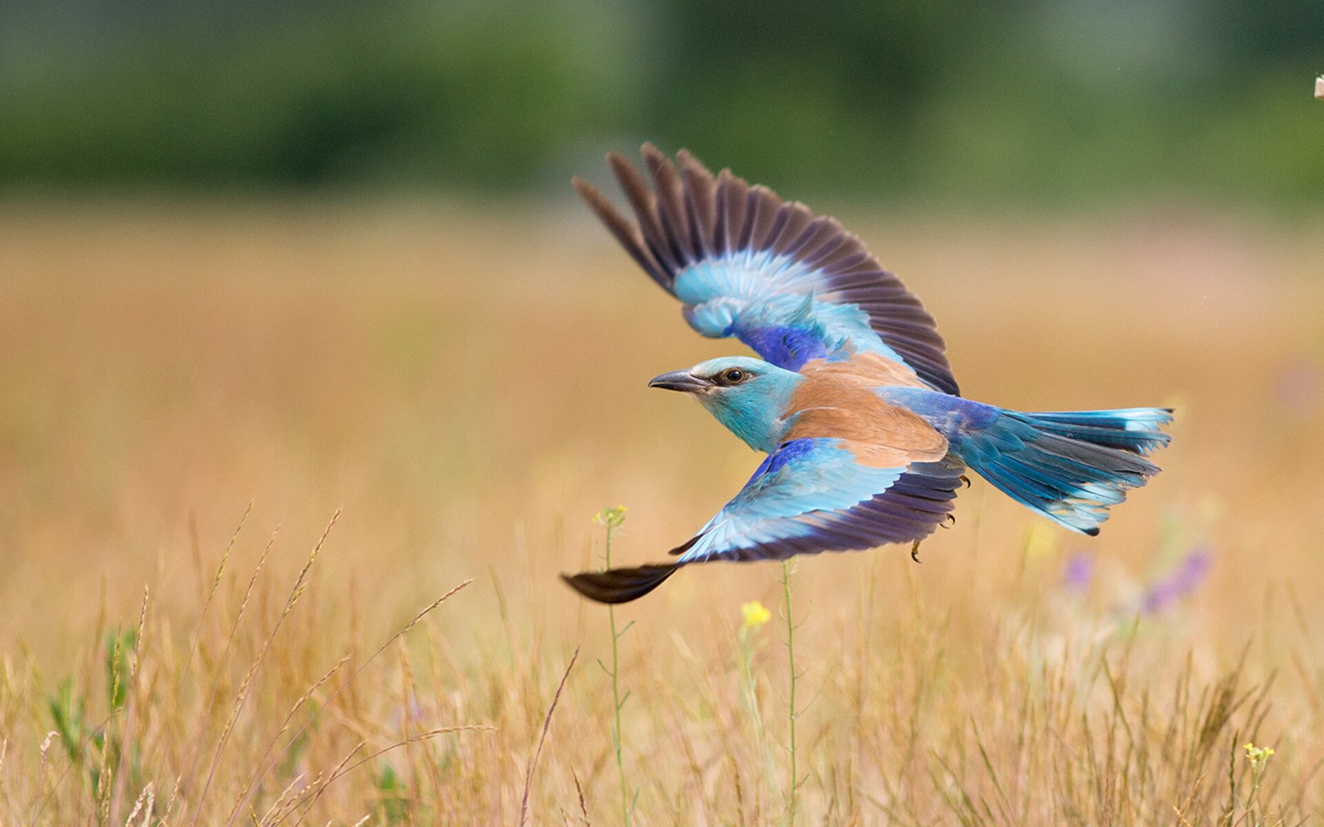 IM体育APP-海边沙滩排球明星邀请赛，激情四溢的海域战场，沙滩排球的视频