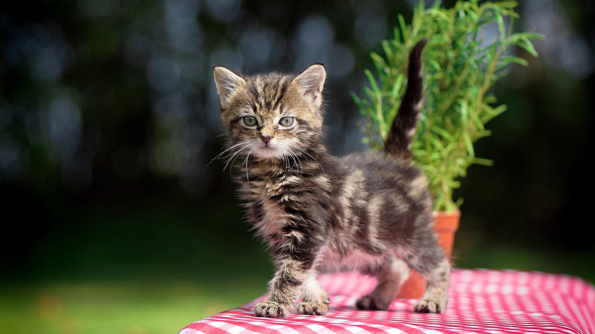 im体育在线登录入口地址-虚拟赛场：模拟比赛重现经典瞬间，虚拟杯赛