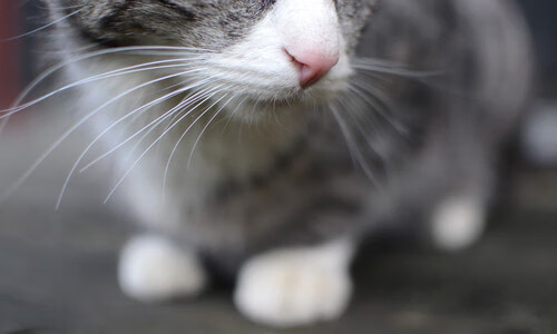 足球校园联盟成立联动各地重点高校，2020校园足球联赛会有吗