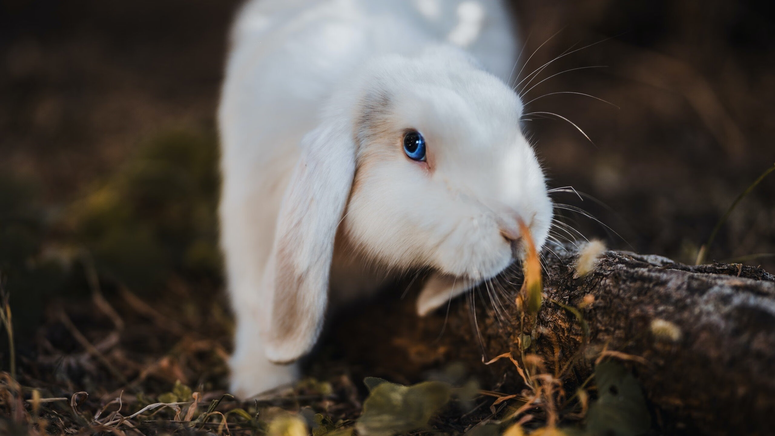 im体育官方平台-青少年“全民运动”幸福篮球季在广州火热开启，推动体育全民化