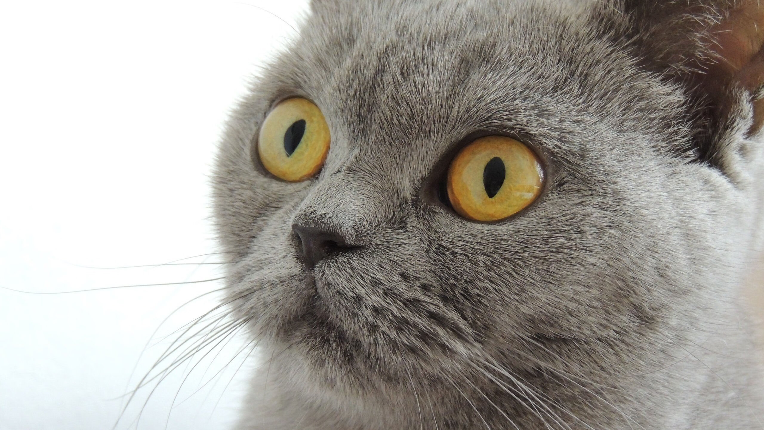 弗拉门戈客场表现稳健,弗拉门戈近期战绩