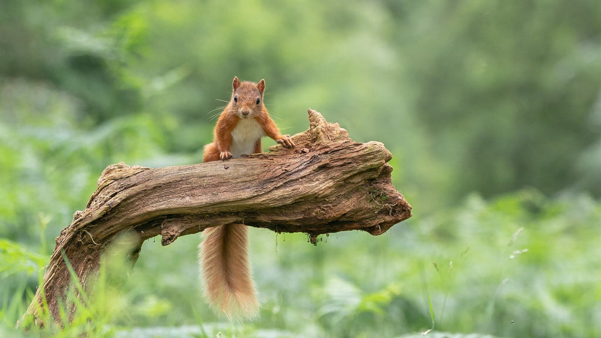 im体育网页版-拜仁慕尼黑球员信心十足，全力备战下一场比赛，拜仁慕尼黑2022