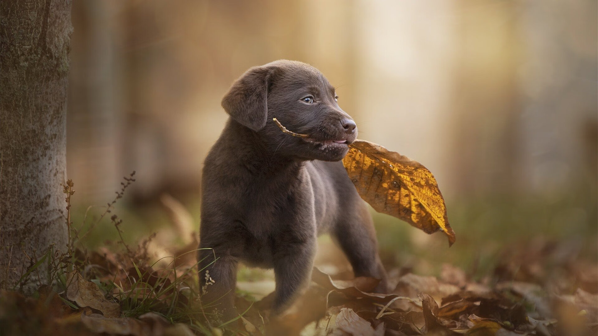IM体育 APP下载地址-深圳佳兆业队员合作默契，取得关键胜利，佳兆业深圳首个项目
