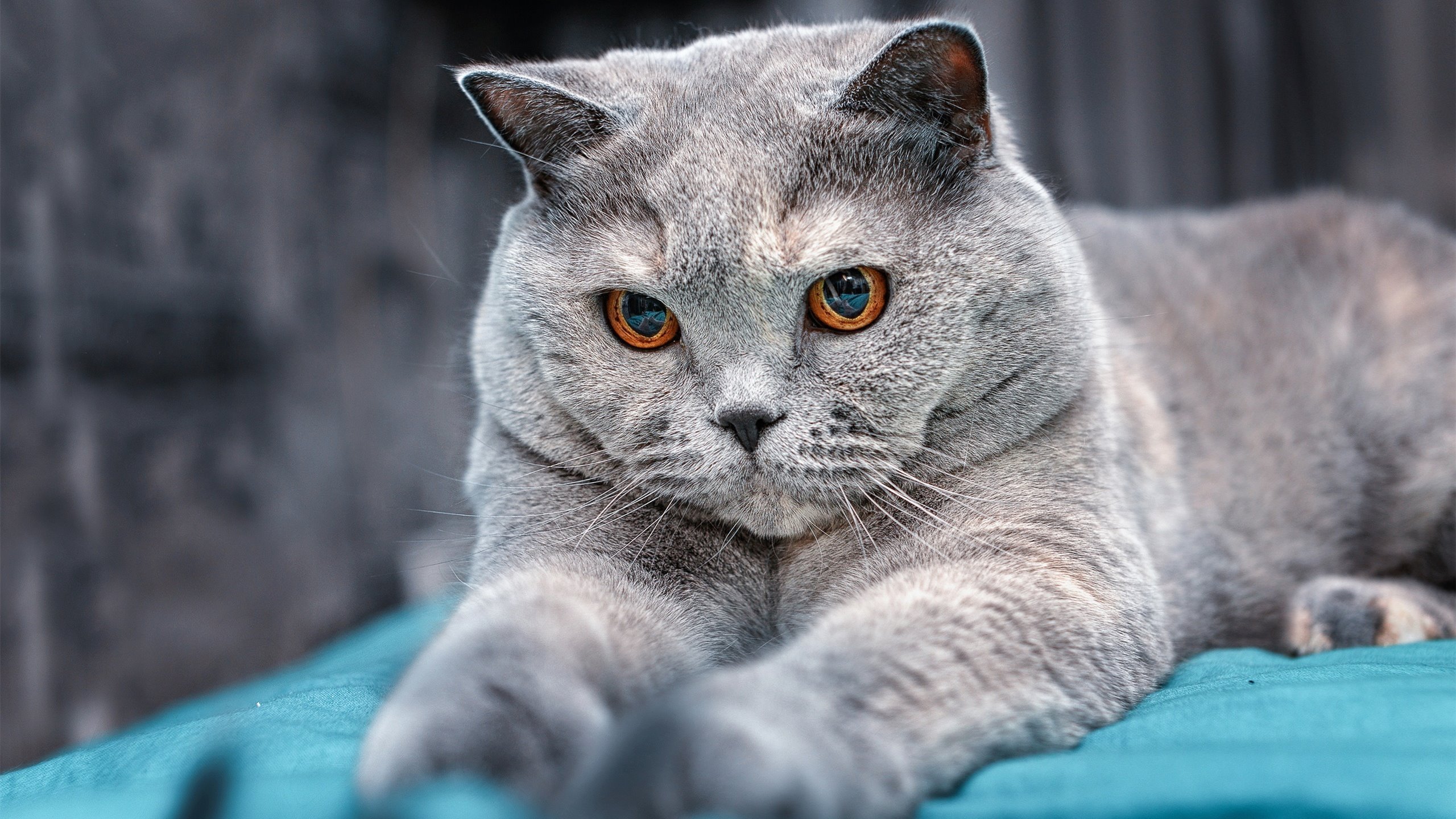 电竞城市成为电竞职业选手的摇篮,电竞成为主流