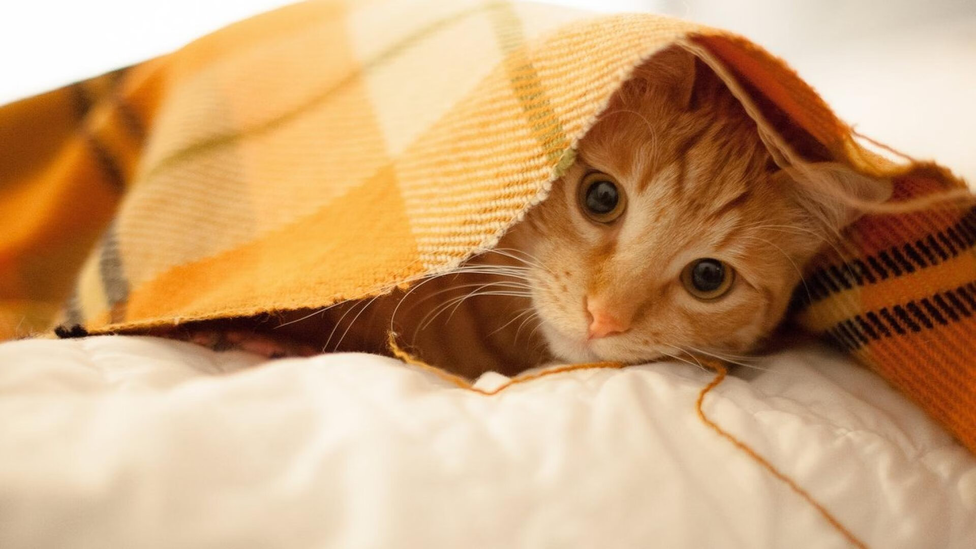 电竞城市打造全方位电竞生态圈,电竞城市化