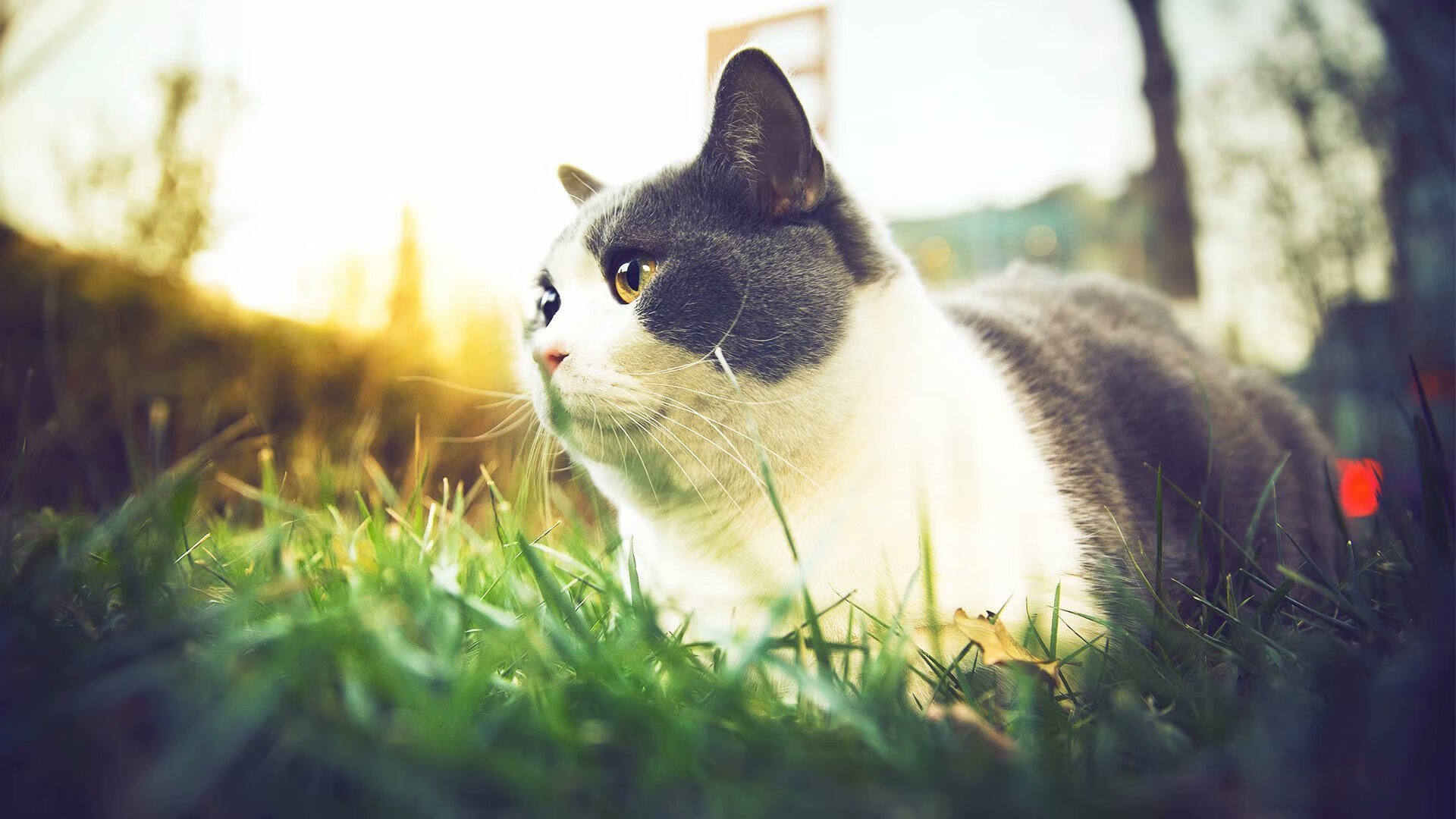 im体育官方平台-詹姆斯再现统治力湖人锁定胜局，詹姆斯在湖人战绩