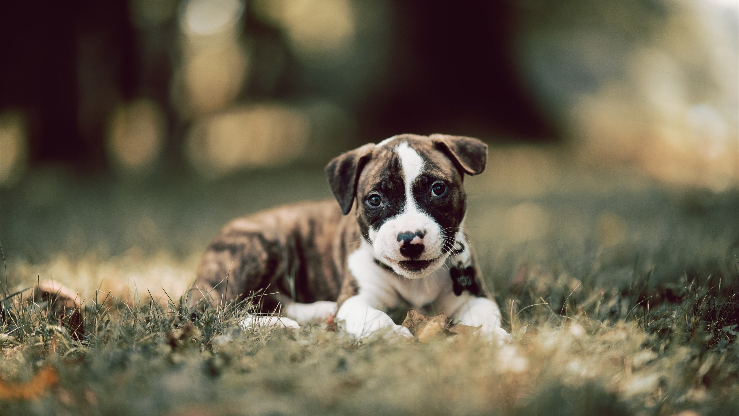 意甲青训营融入认知训练提升技战术反应速度的实证研究,意甲5月4日恢复训练