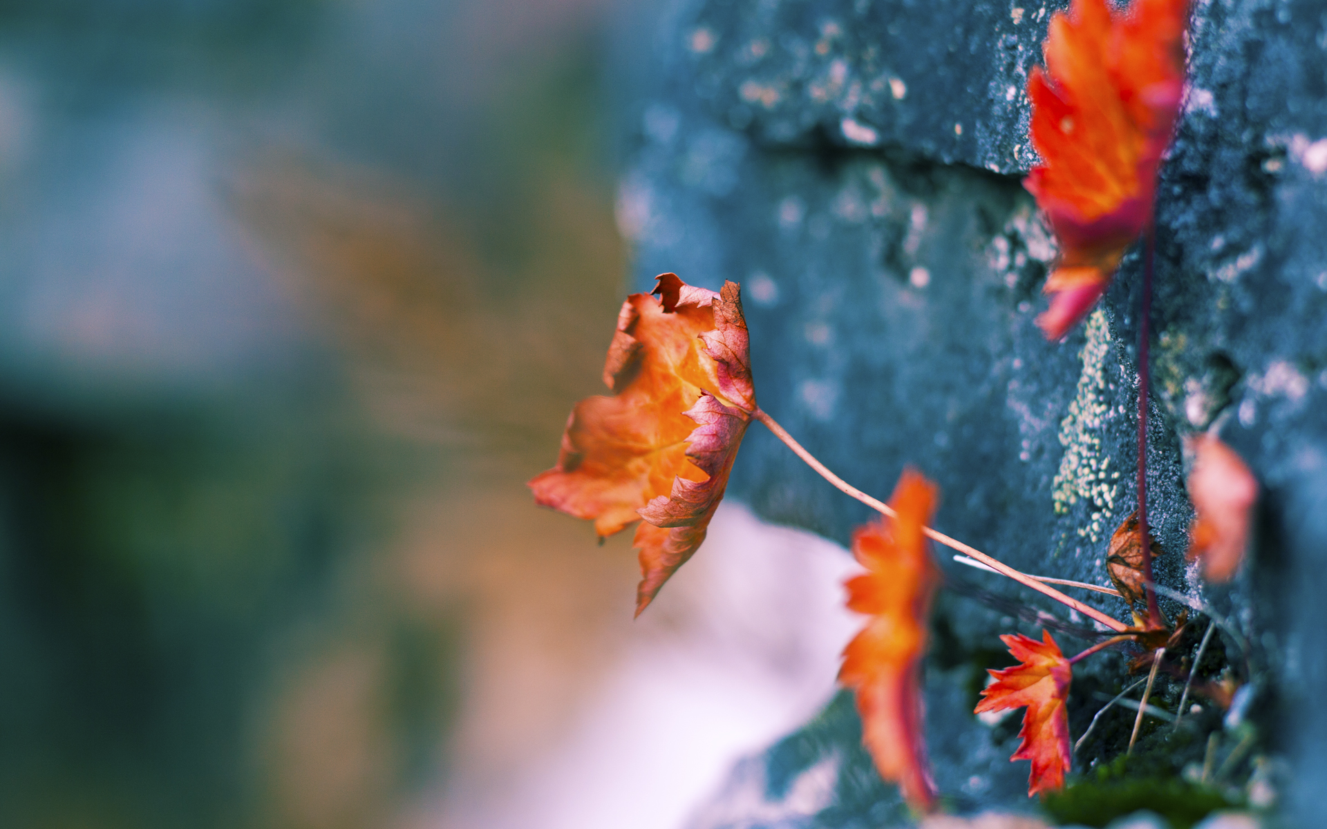 IM体育 APP下载地址-大学生田径锦标赛北京站创多项新高，2021年全国大学生田径锦标赛规程