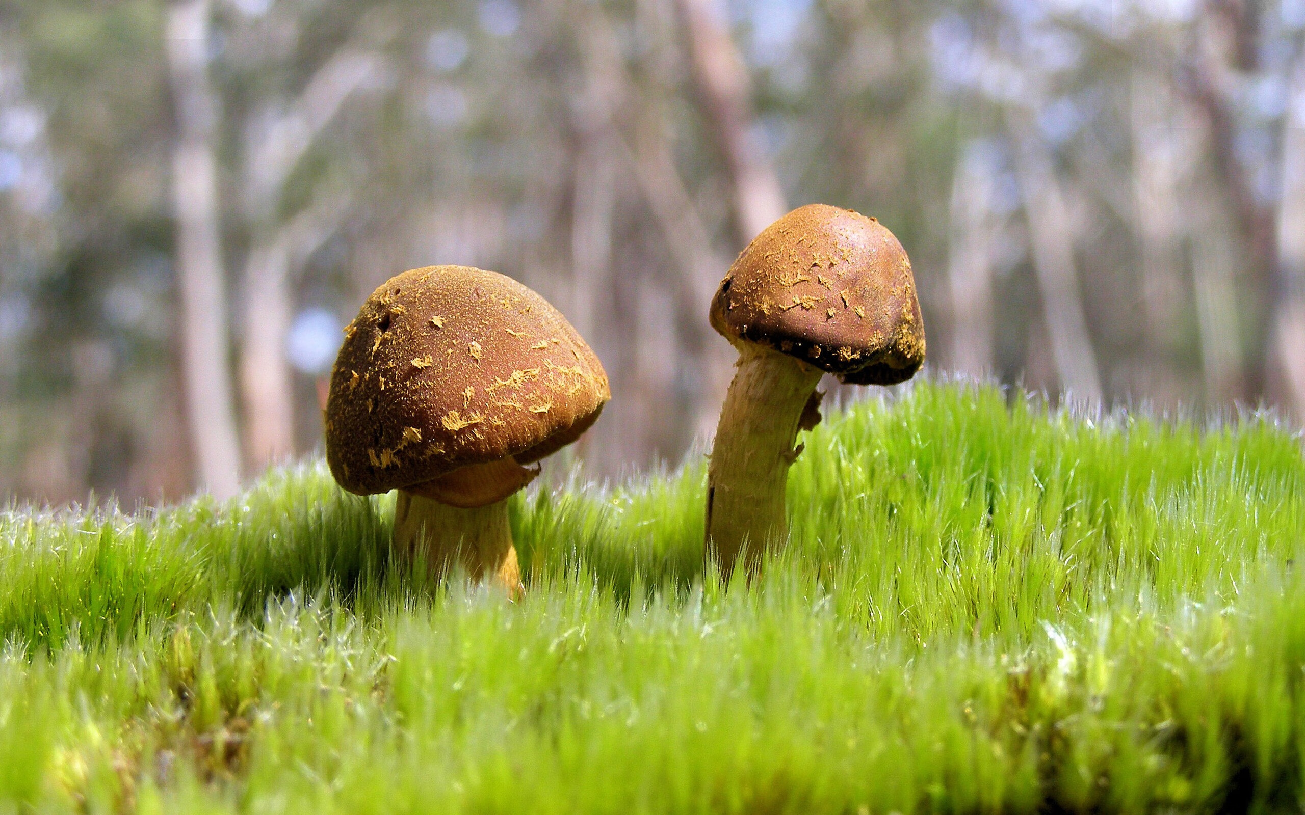 拜仁强打右路,频频撕裂博卡防线,拜仁一直很强