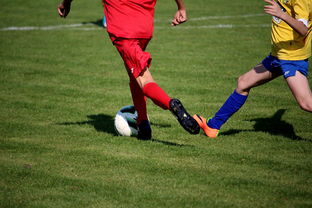 im体育-体育文化节活动预告，体育文化节活动流程