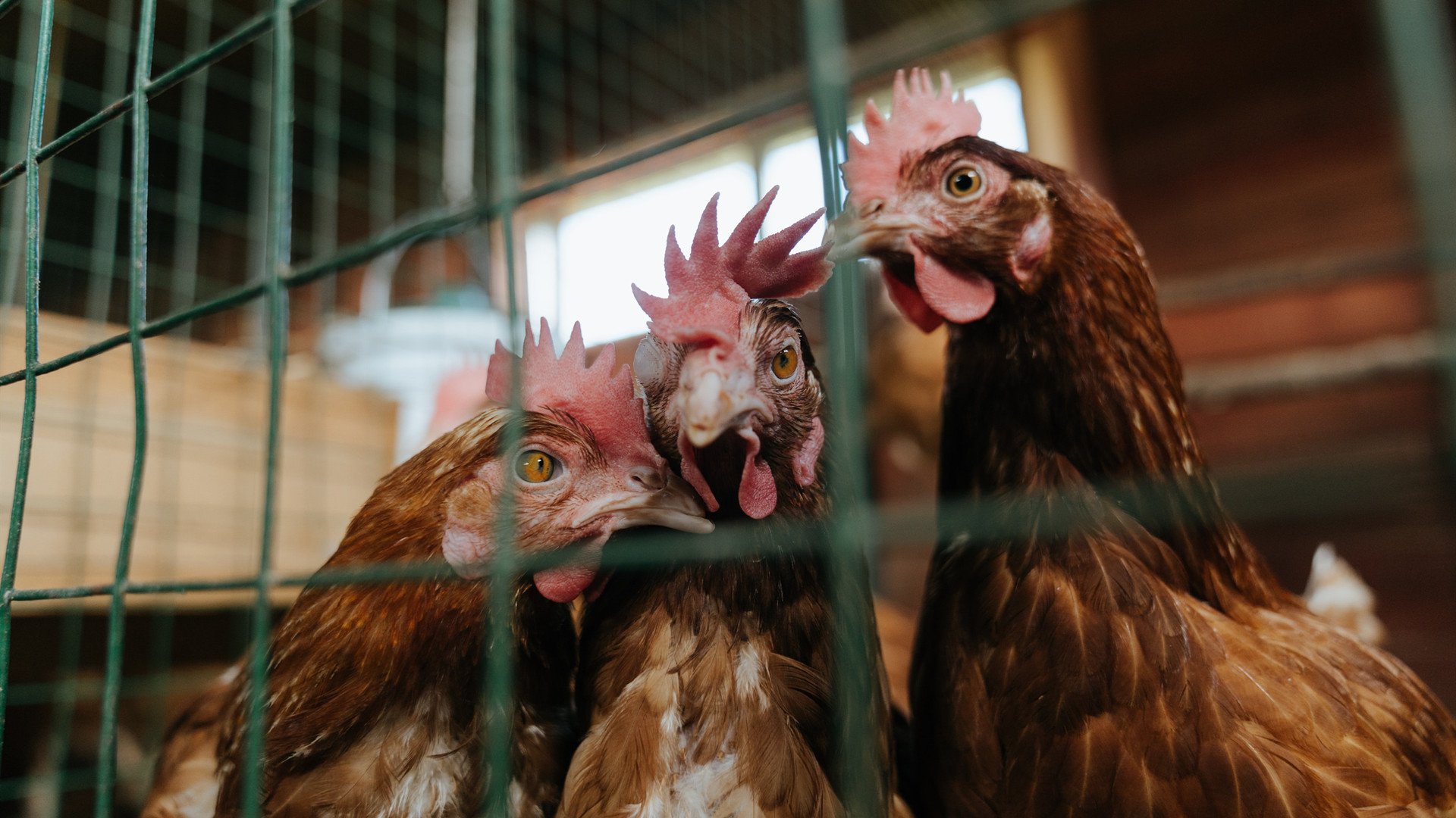 全黑队的传球技术与精准度让对手防不胜防,全黑球衣什么意思