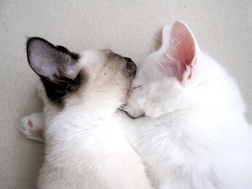 im体育网站-科特迪瓦男篮在非洲锦标赛中继续升温，追逐冠军梦，非州科特迪瓦