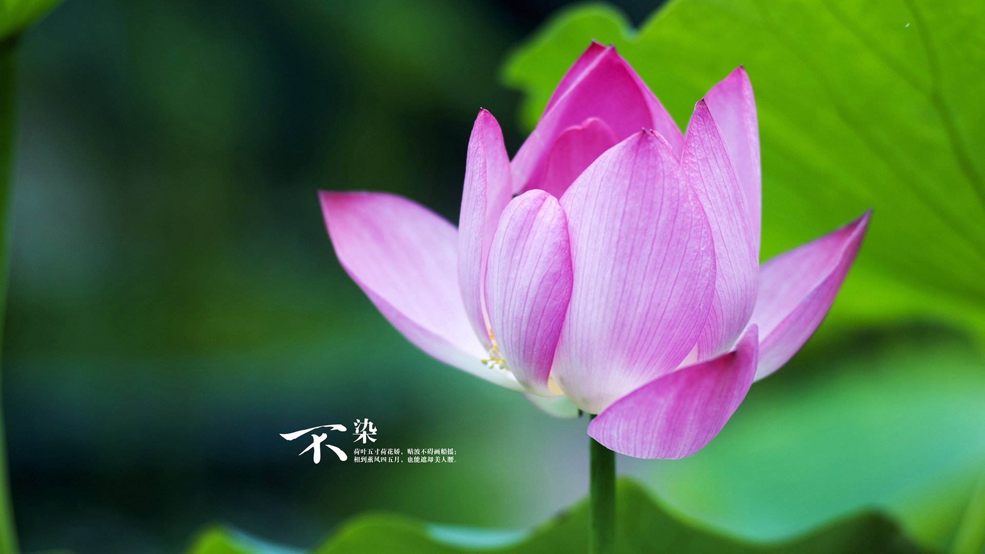 跳水比赛中荷兰动作流畅干净，荷兰跳水运动员